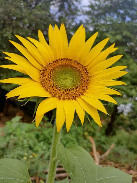 Flower Seeds