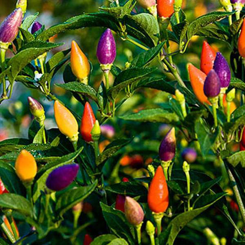 Chilli Seeds