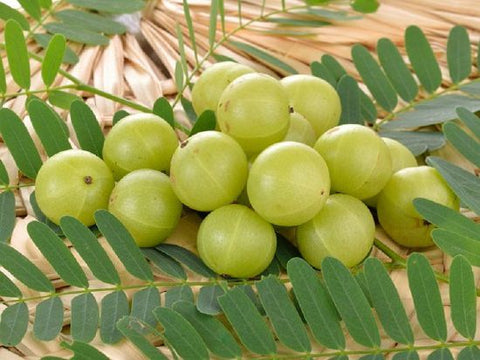 Foresty Tree Seeds