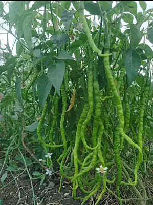 One Feet Long Chilli