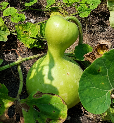 Kamandala Bottle Gourd