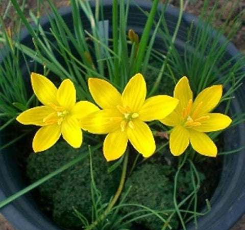 Rain lily Flower Tuber 1 PCS (Yellow)