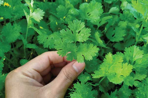 CORIANDER SEED