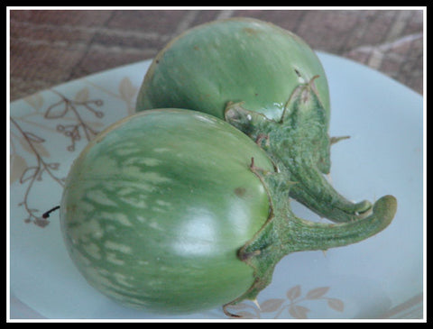 Thorn Brinjal - Namakkal