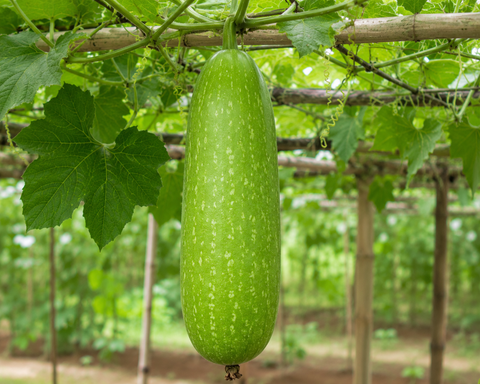 Seemai Bottle Gourd