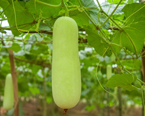 Ammi Bottle Gourd