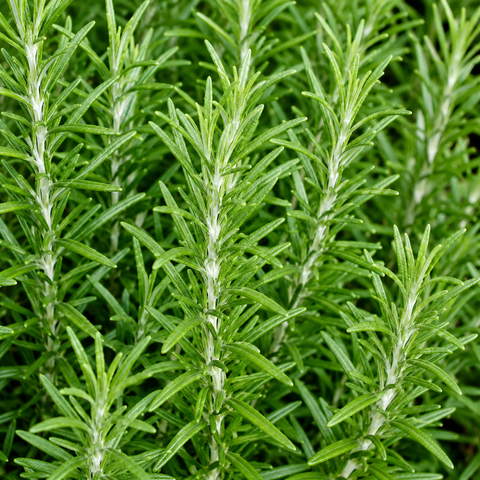 Rosemary Seeds