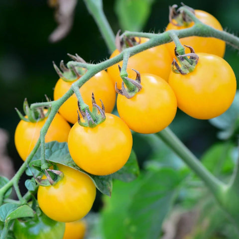 Yello Cherry Tomotto