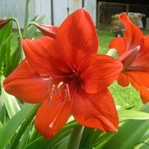 Amarlily Flower Tuber 1 Pcs
