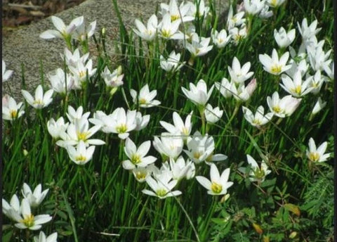 Rain lily Flower Tuber 1PCS (White)