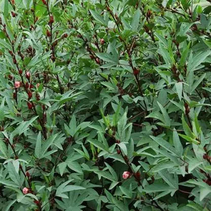 PULICHA KEERAI RED