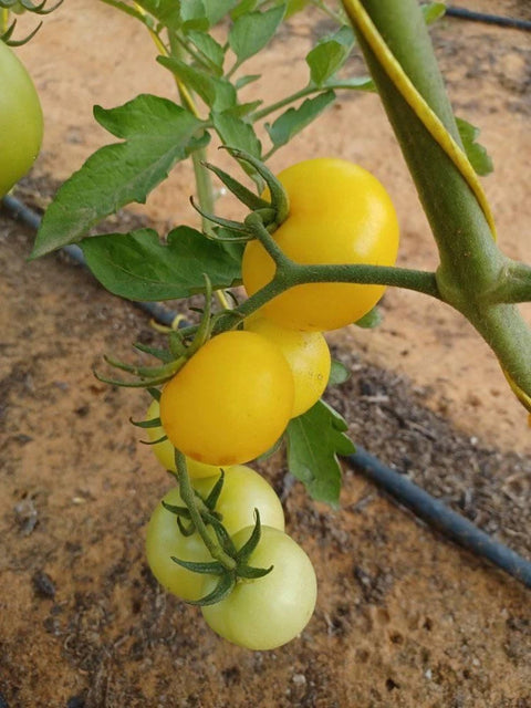 Yellow Wild Tomato