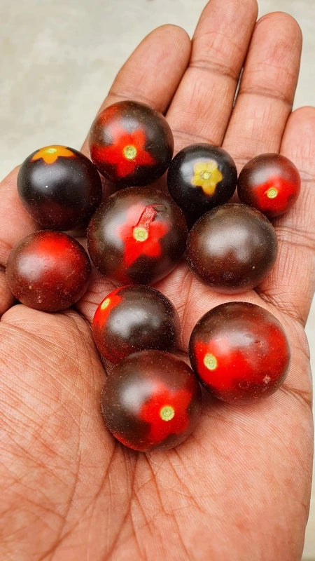 Red Black Cherry Tomoto