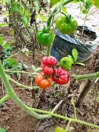Plant Liberia Tomato