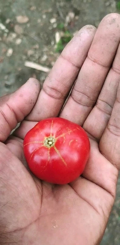 Maharashtra Tomato