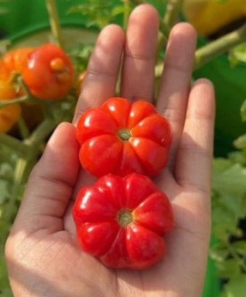 Toko Tomato