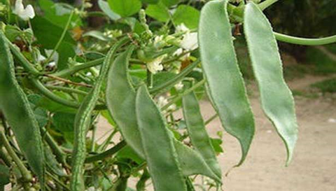 KODI PATTAI AVARAI - BROAD BEANS