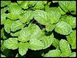 Mint (Puthina)