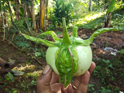 Thoppi Brinjal