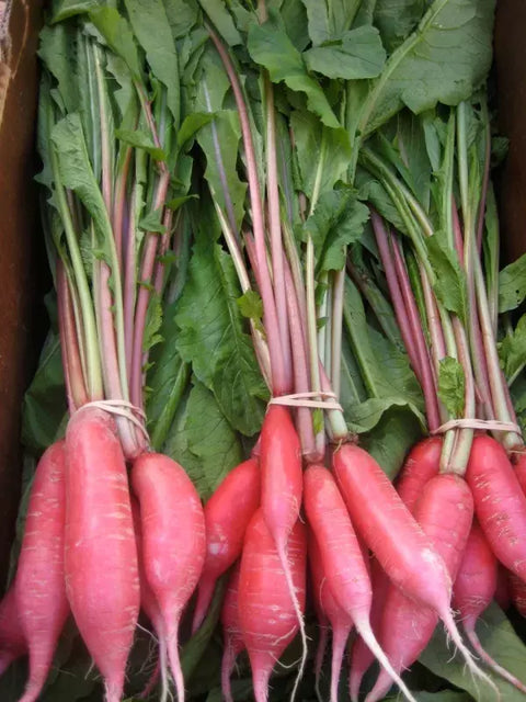 Red Raddish