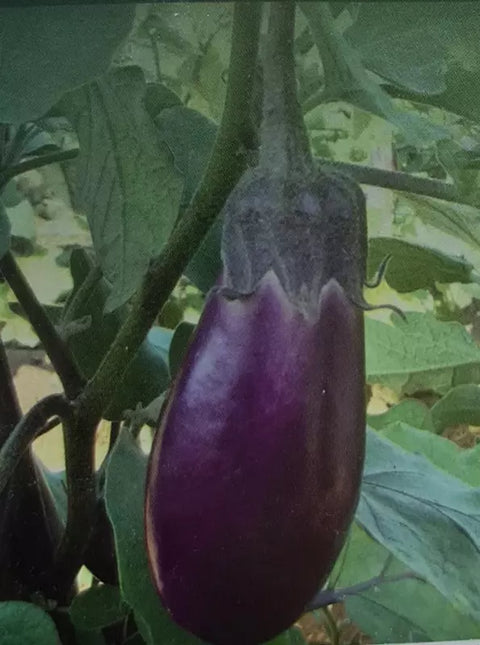 Annamalai Brinjal