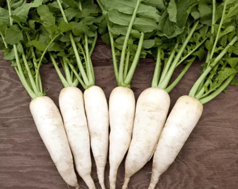 WHITE RADDISH