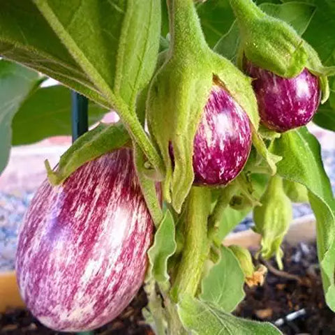 Pink Striped Brinjal