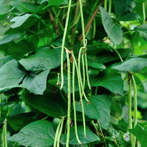 KODI KARAMANI