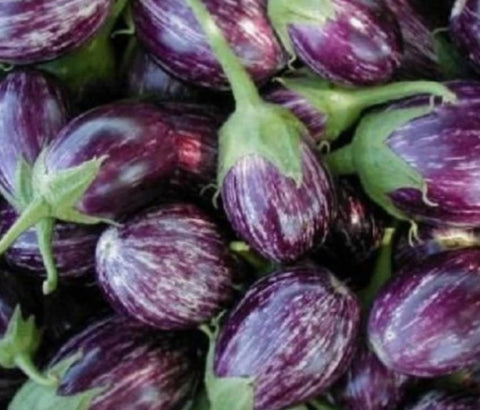 Blue Striped Brinjal