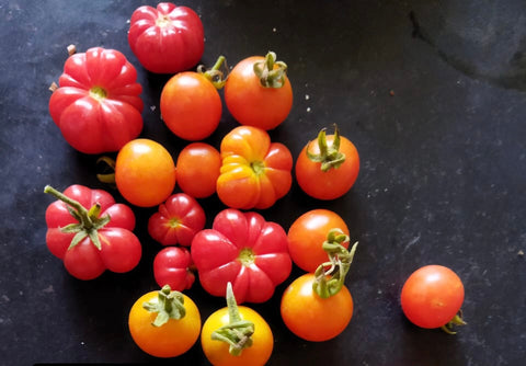 Kasi Tomato