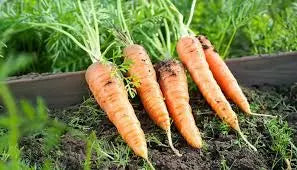 Carrot