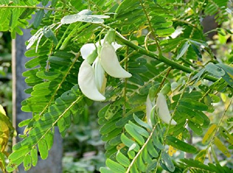 Agathi Keerai White