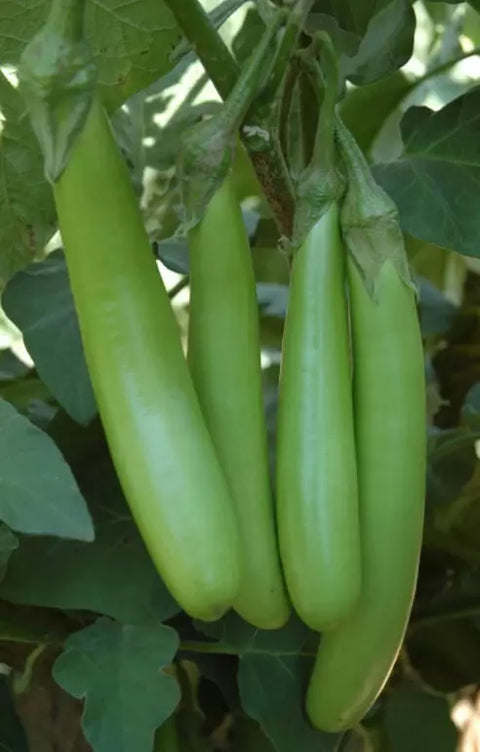 Brinjal Long Green