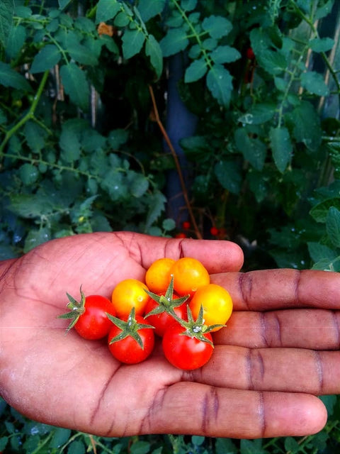 Red Cherry Tomato - Big