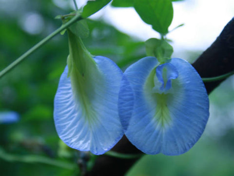 Blue Sangu Poo
