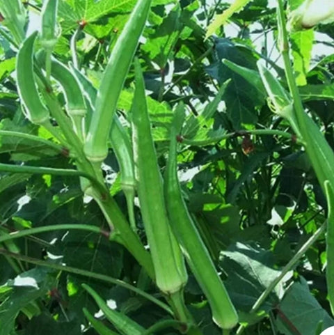 Bommudi Long Okra