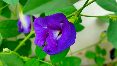 Rose Sangu Poo