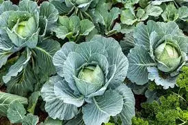 CABBAGE