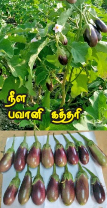 LONG BHAVANI BRINJAL