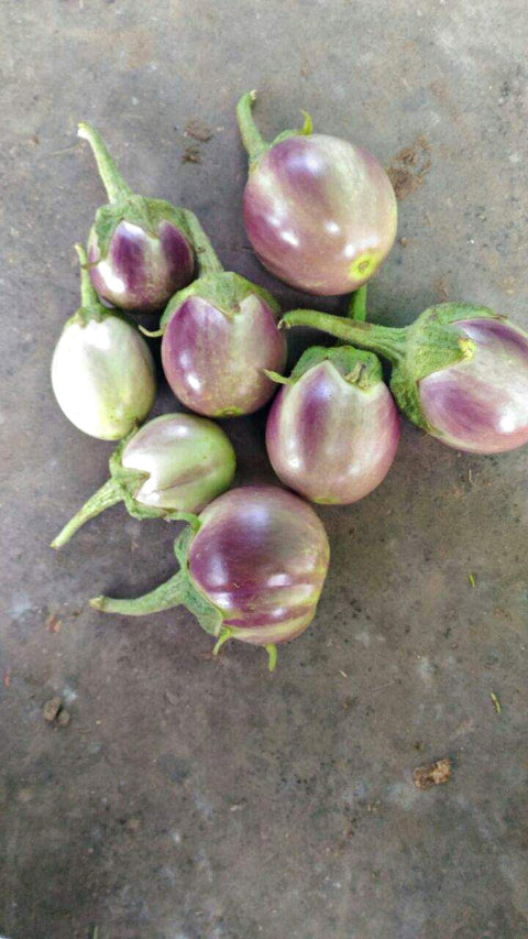 Brinjal - Round Bhavani