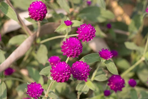 Vadamalli poo