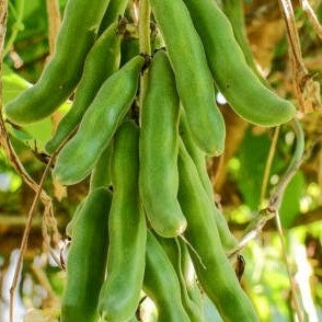 POONAIKALI BLACK