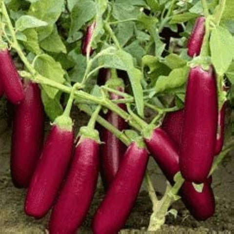 Pink Long Brinjal