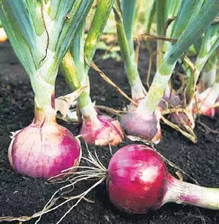 Big Onion