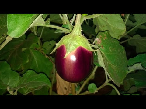 Blue Thorn Brinjal