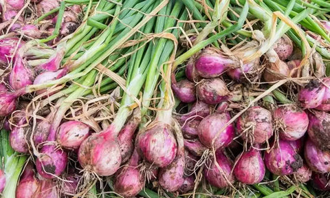 Small onion