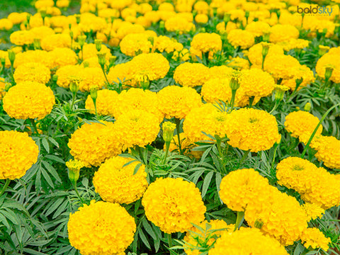 frican Marigold Yellow