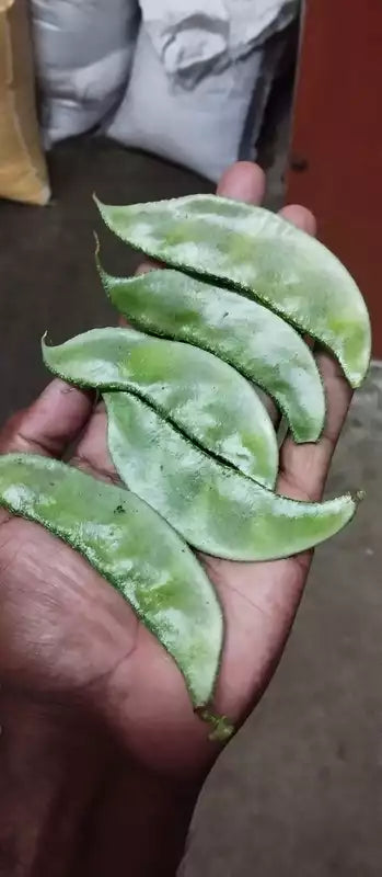 Sedi Pattai Bush