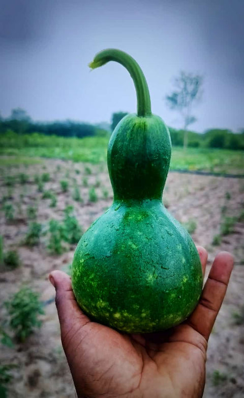 KUMBA SURAI