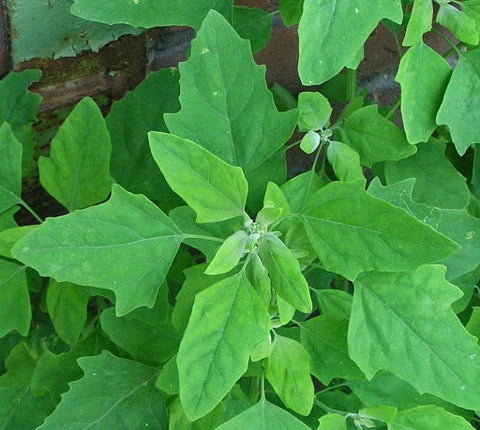 SAKARAVARTHINI KEERAI